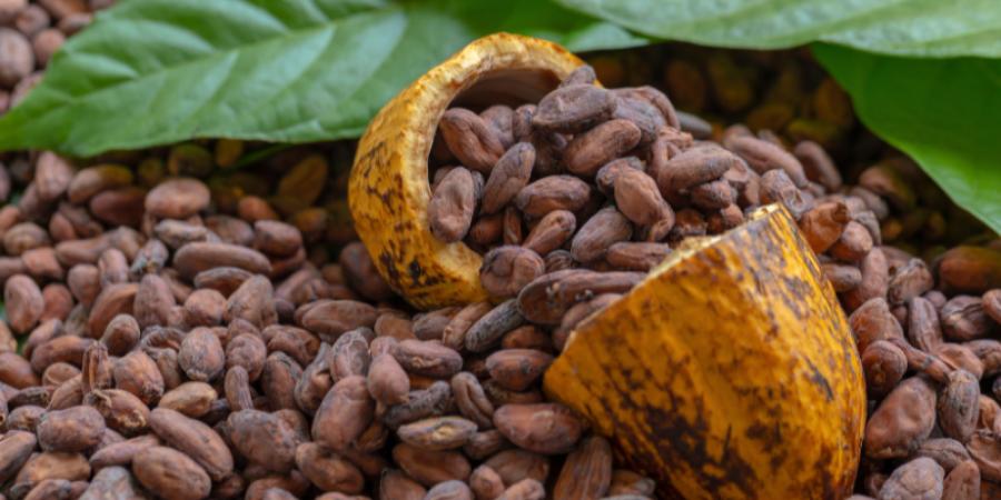 Cacao dominicano: entre la excelencia y los nuevos retos del mercado internacional
