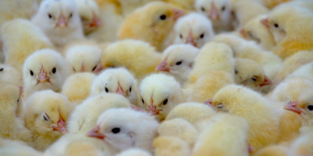 Análisis en la Industria Avícola