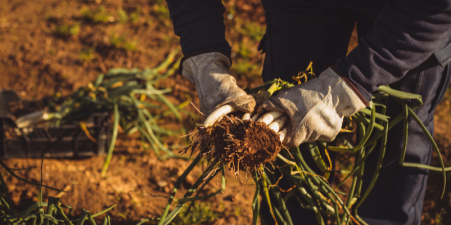 DRA y ARfD de plaguicidas en frutas y vegetales con respecto a las regulaciones de la EFSA