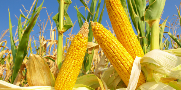 Análisis de vida útil en Maíz