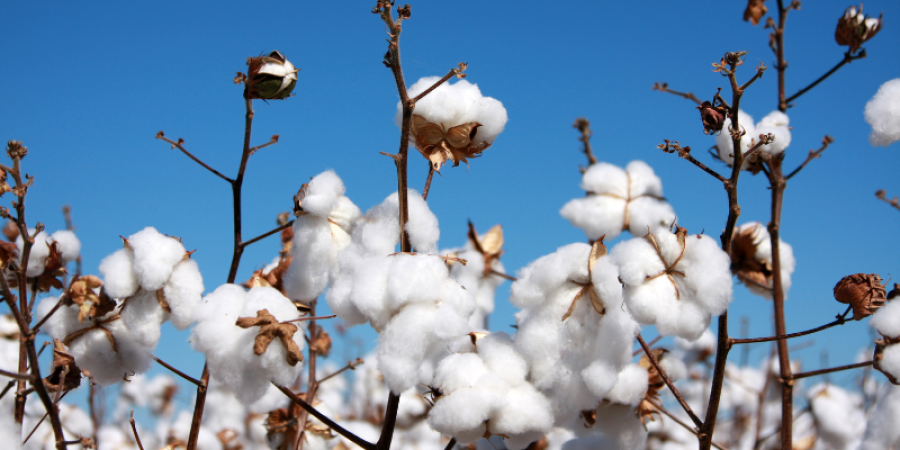 Trazabilidad en la cadena textil: el papel de la verificación del algodón