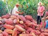 Residuos de pesticidas en cacao.