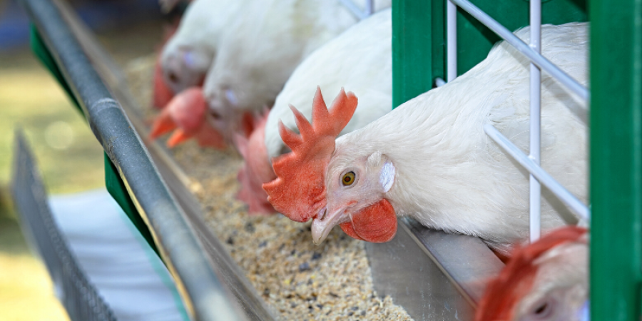 Argentina: Resolución General 4527/2019 Protocolo de Calidad en  Exportaciones de Carne Aviar