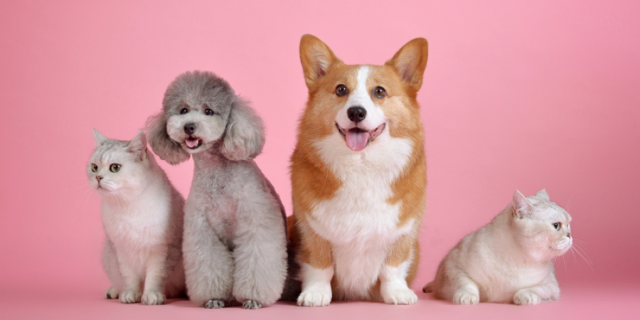 Perfiles nutricionales en alimentos para mascotas: garantizando la salud de nuestros mejores amigos