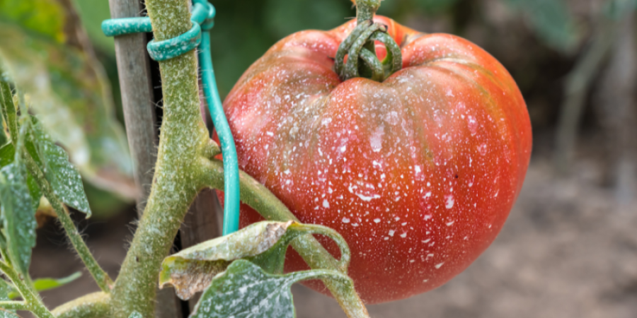 Análisis de residuos de plaguicidas en alimentos por cromatografía de Gases GC/MS-MS y cromatografía Líquida LC/MS-MS.