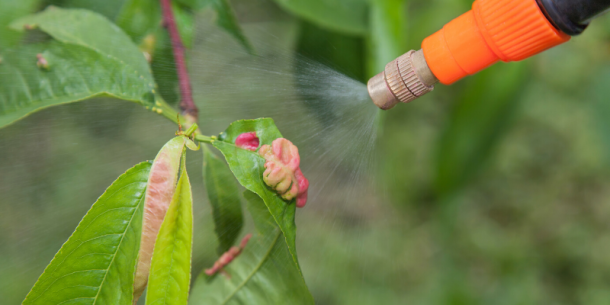 Fungicidas: Impacto en la Salud y el Medio Ambiente