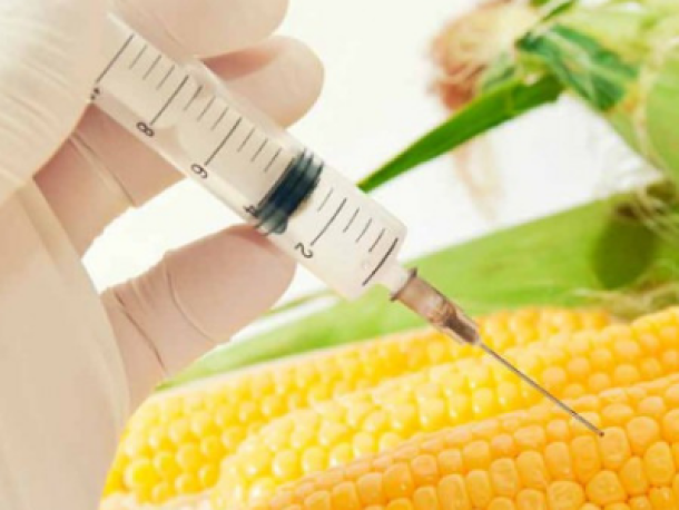 Organismos Genéticamente Modificados: Oportunidades y Riesgos