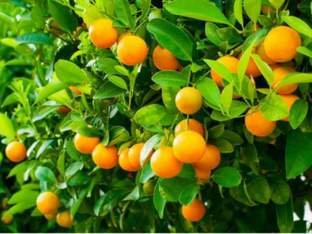 Clorpirifos: ¿Cómo afectan a la salud? Disposiciones de LMR