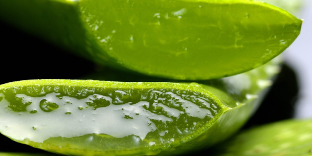 Importancia del análisis de aloína en aloe vera y productos derivados