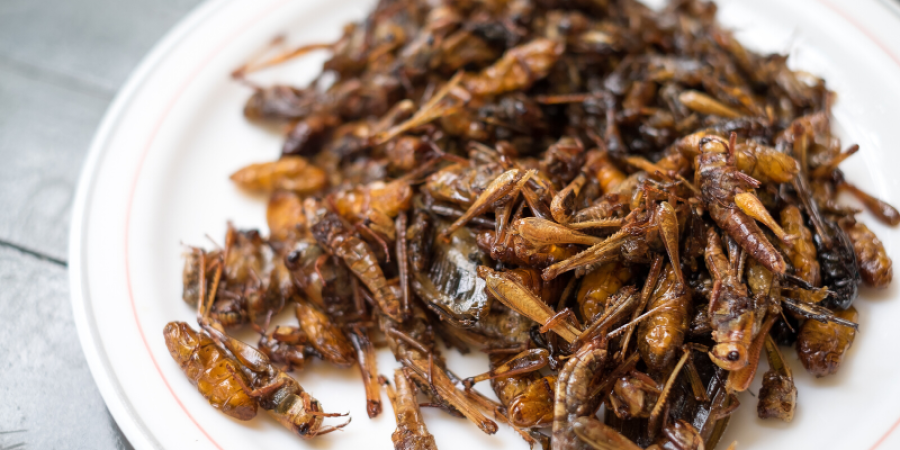 Insectos ¿Alimento Nutritivo para Consumidores Europeos?