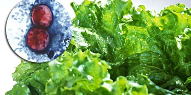 Cyclospora en alimentos