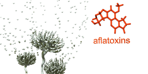 Aflatoxinas en frutos secos, granos y cereales