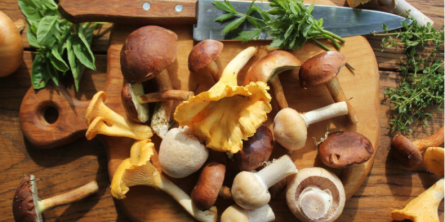 Alternativas a las proteínas de origen animal: Hongos Comestibles