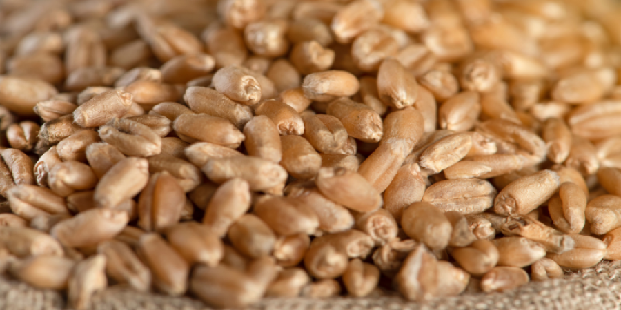 Innovación Alimentaria: Descubriendo las Tendencias en Derivados de Granos