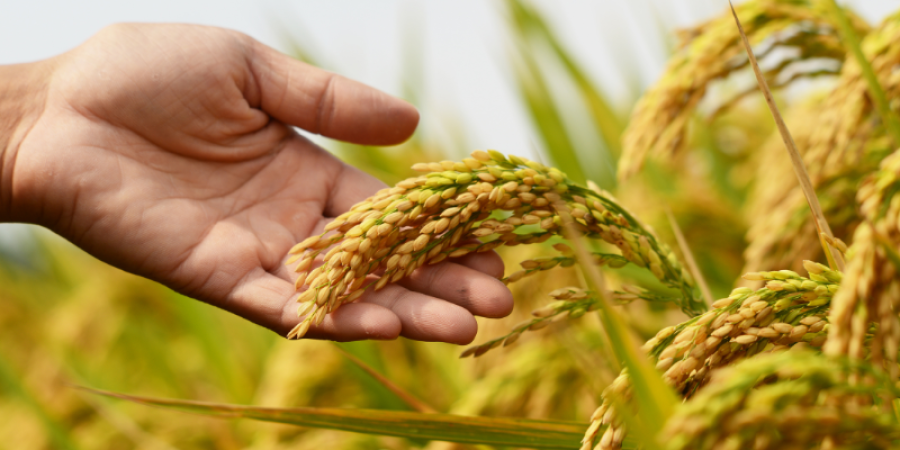 Efectos del Clima en los Cultivos, Durante las Temporadas Ciclónicas. (Orientado a Latinoamérica)