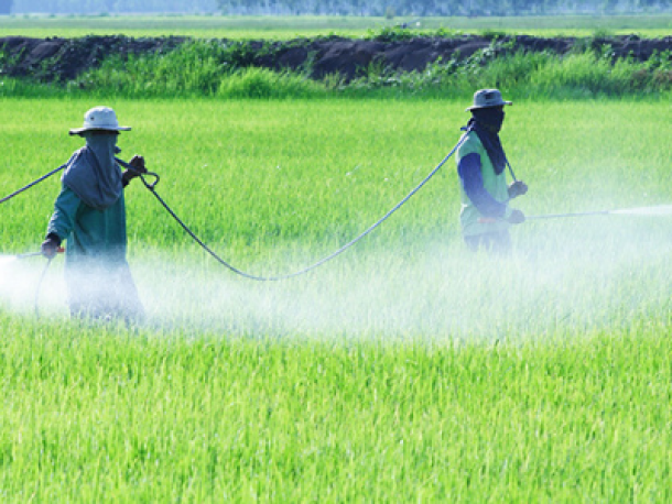 Prohibición de uso de insecticidas: carbofuran, carbosulfan, diazinon, aldicarb y dicofol