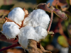 Gosipol en productos derivados de las semillas de algodón
