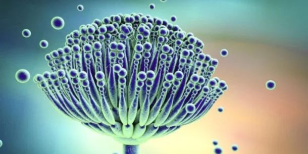 Peligro de Micotoxinas a través del consumo de alimentos.