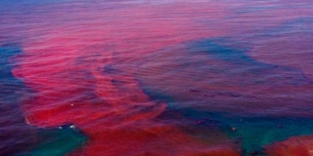 Efecto socioeconómico producto de la presencia de marea roja en la zona marino costera del pacifico de Guatemala.