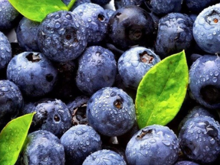 ¿Es necesario el suelo para el cultivo de arándano?