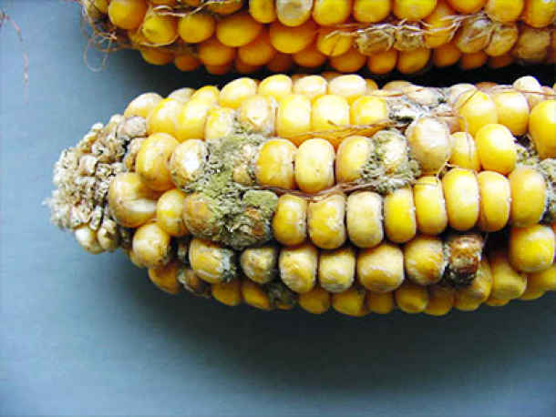 Aflatoxinas en los alimentos