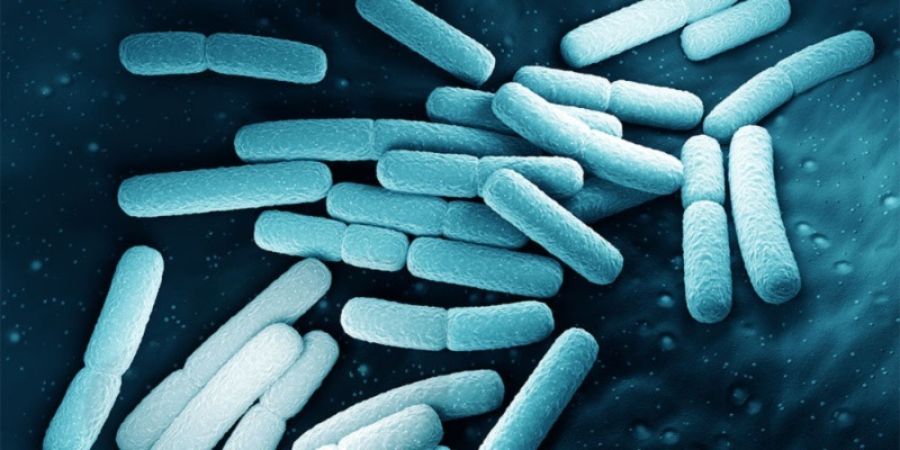 ¿Por qué es importante analizar la bacteria Cronobacter sakazakii?
