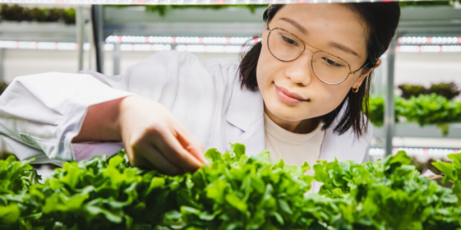 Contaminación de plomo en los Alimentos