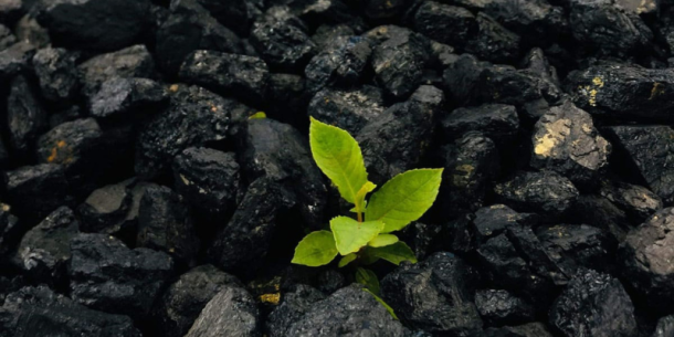 ¿Qué es el biochar, el oro negro de la naturaleza, y por qué la gente está tan emocionada por su potencial?