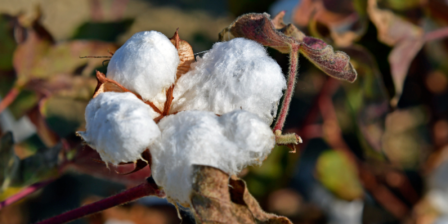 Gosipol en productos derivados de las semillas de algodón