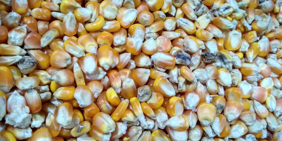 Aflatoxinas en los granos