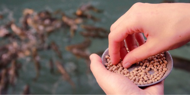 Etoxiquina en piensos para animales