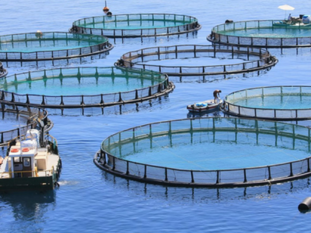 Desarrollo de la Acuicultura en Nicaragua “El rubro en tendencia de crecimiento”