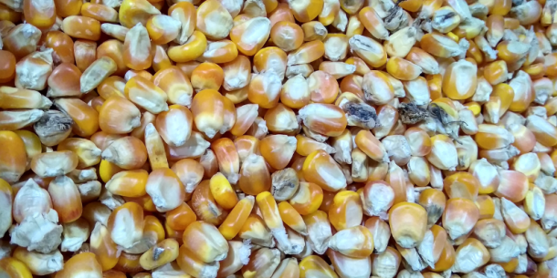 Aflatoxinas en los granos