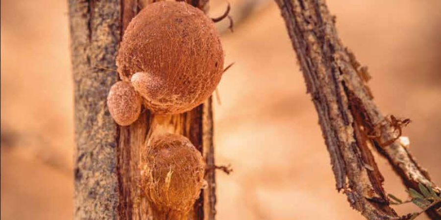 La goma de acacia como fibra dietética