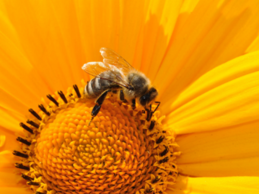 ¿Cómo los pesticidas afectan a la apicultura?