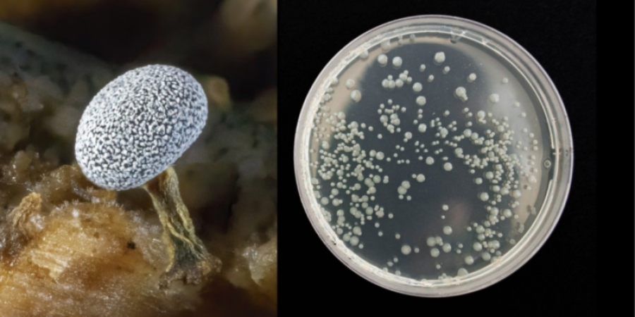 Tipificación Molecular Fúngica