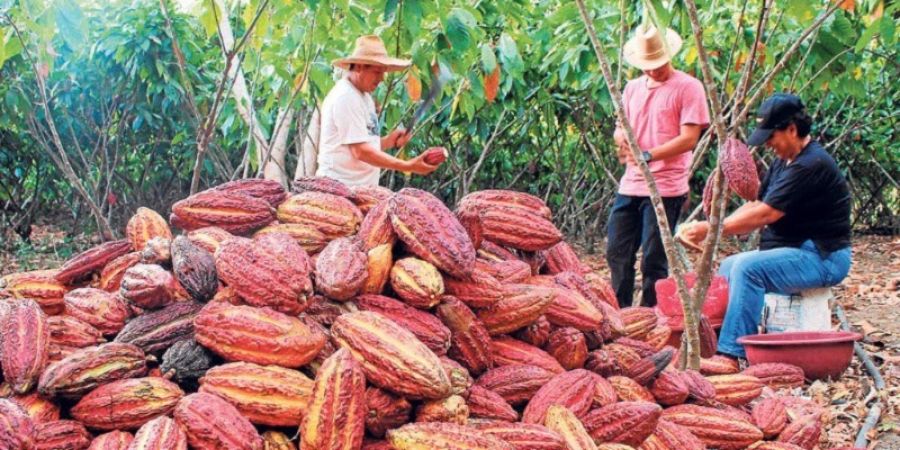 Residuos de pesticidas en cacao.