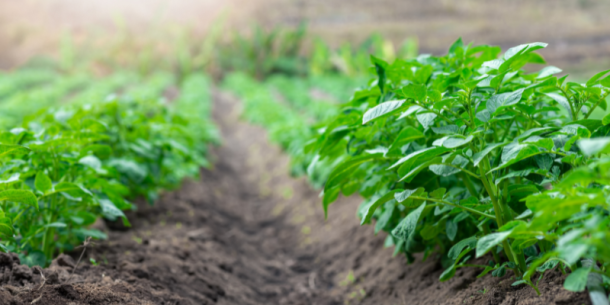 La planta, el suelo y los fertilizantes en la productividad agrícola