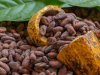 Cacao dominicano: entre la excelencia y los nuevos retos del mercado internacional
