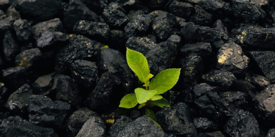 ¿Qué es el biochar, el oro negro de la naturaleza, y por qué la gente está tan emocionada por su potencial?
