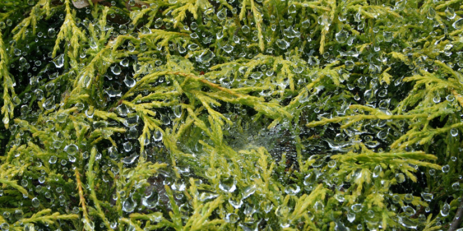 Algas: las verduras del mar